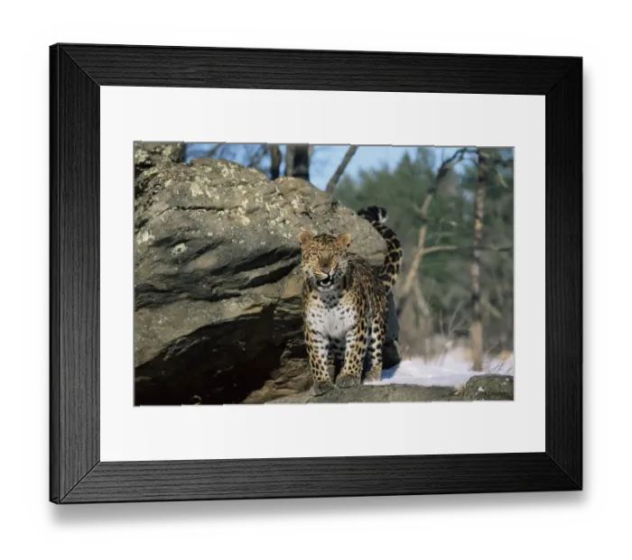 Framed Print : Amur leopard snarling {Panthera pardus orientalis} captive Framed Print : Amur leopard snarling {Panthera pardus orientalis} captive