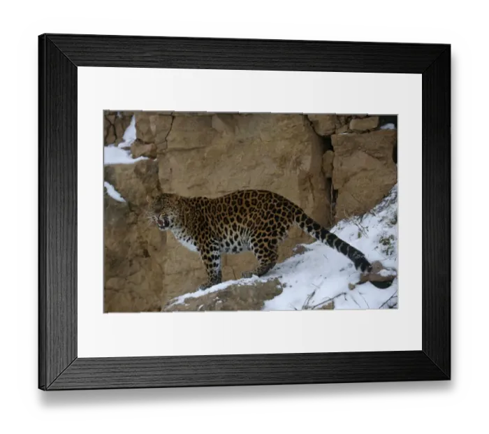 Framed Print : Amur leopard {Panthera pardus orientalis} captive Framed Print : Amur leopard {Panthera pardus orientalis} captive