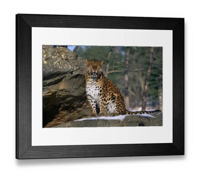 Framed Print : Amur leopard {Panthera pardus orientalis} captive Framed Print : Amur leopard {Panthera pardus orientalis} captive