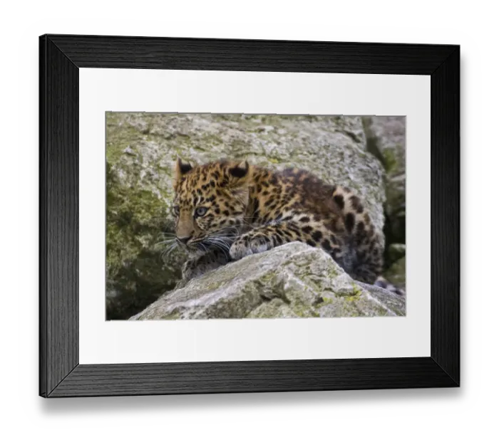 Framed Print : Amur Leopard (Panthera pardus orientalis) juvenile on rocks, occurs NE China and SE Russia Framed Print : Amur Leopard (Panthera pardus orientalis) juvenile on rocks, occurs NE China and SE Russia