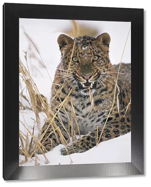 Amur leopard {Panthera pardus orientalis} snarling, captive, endangered