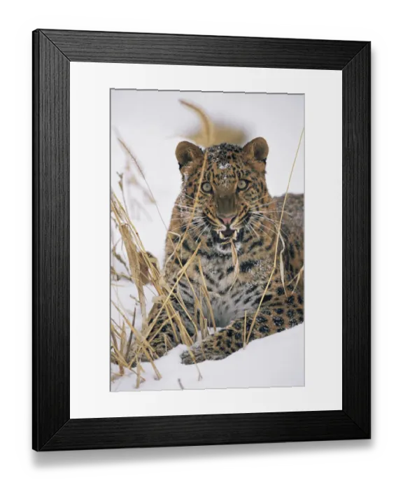 Framed Print : Amur leopard {Panthera pardus orientalis} snarling, captive, endangered Framed Print : Amur leopard {Panthera pardus orientalis} snarling, captive, endangered