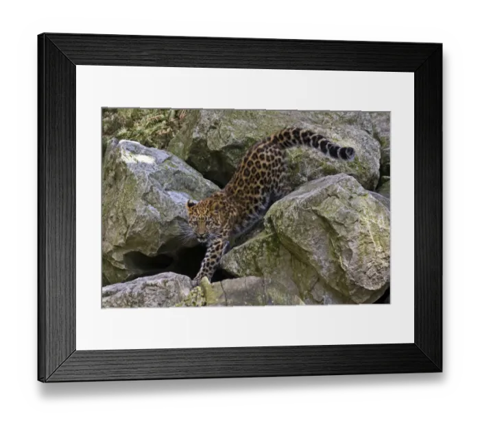 Framed Print : Amur Leopard (Panthera pardus orientalis) juvenile on rocks. Occurs NE China and SE Russia Framed Print : Amur Leopard (Panthera pardus orientalis) juvenile on rocks. Occurs NE China and SE Russia
