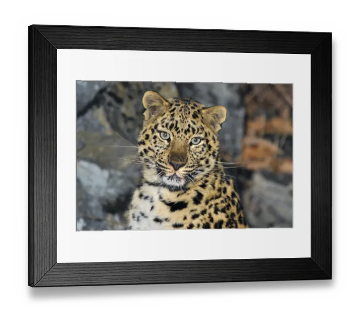 Framed Print : Wild female Amur leopard (Panthera pardus orientalis), Kedrovaya Pad reserve, Primorsky Krai