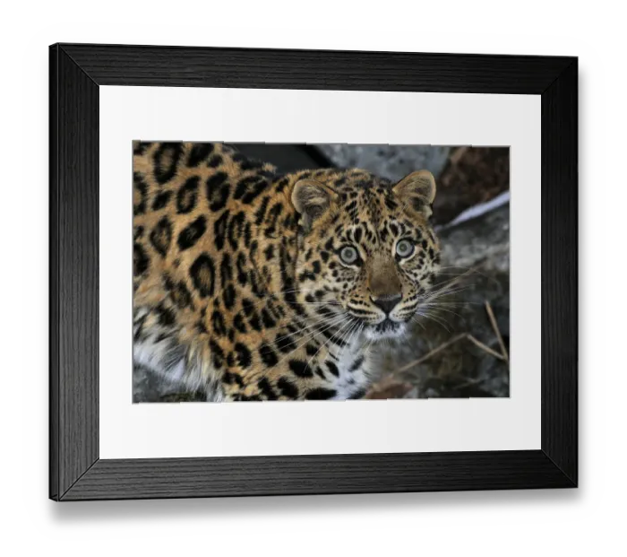 Framed Print : Wild female Amur leopard (Panthera pardus orientalis) looking up, Kedrovaya Pad reserve Framed Print : Wild female Amur leopard (Panthera pardus orientalis) looking up, Kedrovaya Pad reserve