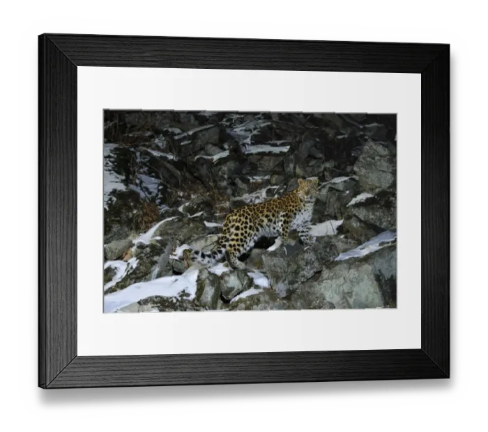 Framed Print : Wild female Amur leopard (Panthera pardus orientalis) on rocky hillside, Kedrovaya Pad reserve Framed Print : Wild female Amur leopard (Panthera pardus orientalis) on rocky hillside, Kedrovaya Pad reserve