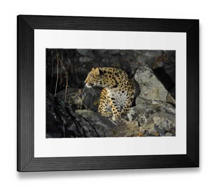 Framed Print : Wild female Amur leopard (Panthera pardus orientalis) on rocky hillside, Kedrovaya Pad reserve Framed Print : Wild female Amur leopard (Panthera pardus orientalis) on rocky hillside, Kedrovaya Pad reserve