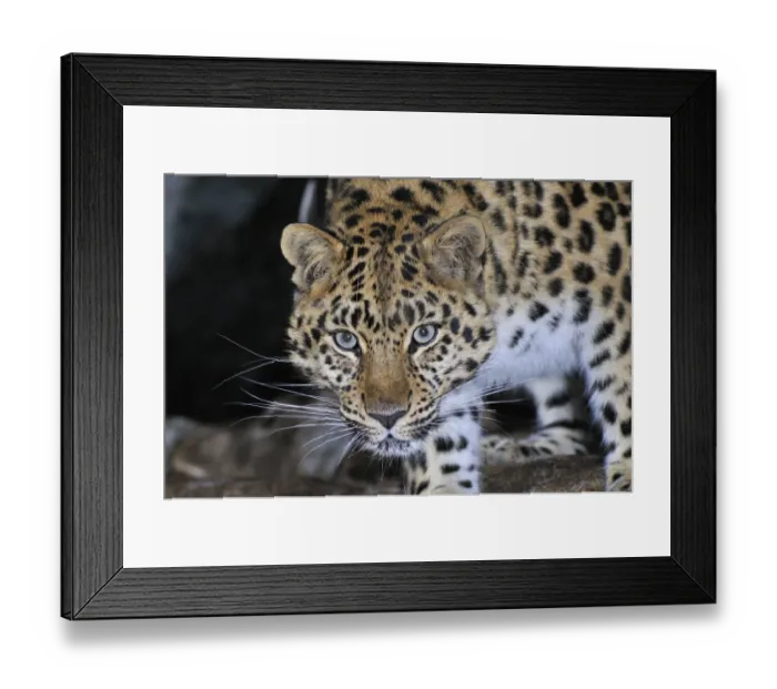 Framed Print : Amur Leopard (Panthera pardus orientalis) portrait, Kedrovaya Pad reserve, Primorskiy krai Framed Print : Amur Leopard (Panthera pardus orientalis) portrait, Kedrovaya Pad reserve, Primorskiy krai