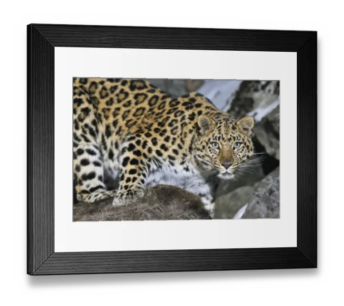 Framed Print : Wild female Amur leopard (Panthera pardus orientalis) Kedrovaya Pad reserve, Primorsky Krai Framed Print : Wild female Amur leopard (Panthera pardus orientalis) Kedrovaya Pad reserve, Primorsky Krai