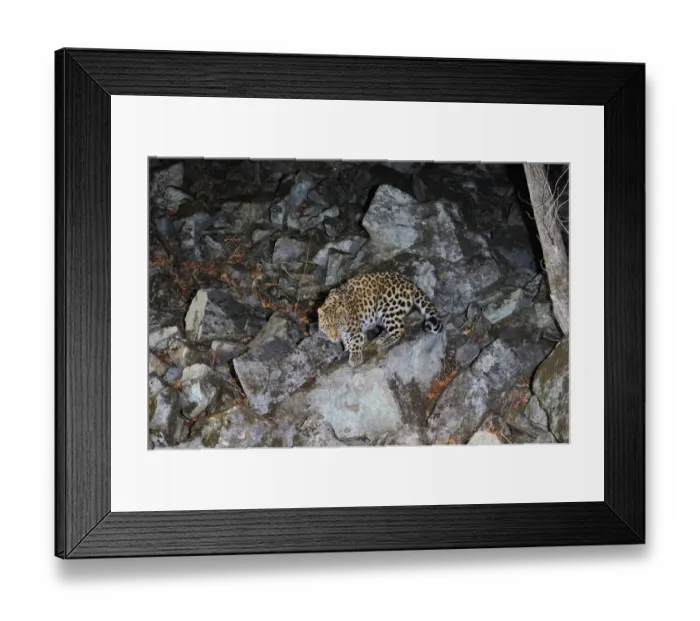Framed Print : Amur Leopard (Panthera pardus orientalis) walking down rocky slope at night, Kedrovaya Pad reserve Framed Print : Amur Leopard (Panthera pardus orientalis) walking down rocky slope at night, Kedrovaya Pad reserve