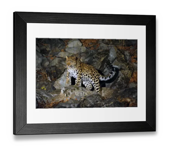Framed Print : Amur Leopard (Panthera pardus orientalis) on rocky slope at night, Kedrovaya Pad reserve Framed Print : Amur Leopard (Panthera pardus orientalis) on rocky slope at night, Kedrovaya Pad reserve