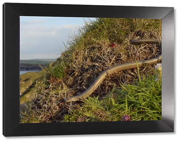 Slow worm (Anguis fragilis) on coastal clifftop grassland. Cornwall, England, UK. May