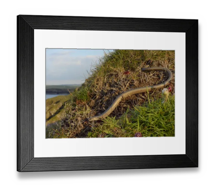 Framed Print : Slow worm (Anguis fragilis) on coastal clifftop grassland. Cornwall, England, UK. May Framed Print : Slow worm (Anguis fragilis) on coastal clifftop grassland. Cornwall, England, UK. May