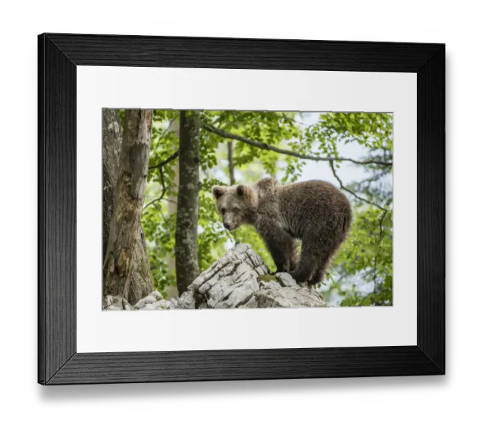 Framed Print : European brown bear (Ursus arctos), juvenile standing on rocks in the Karst forest