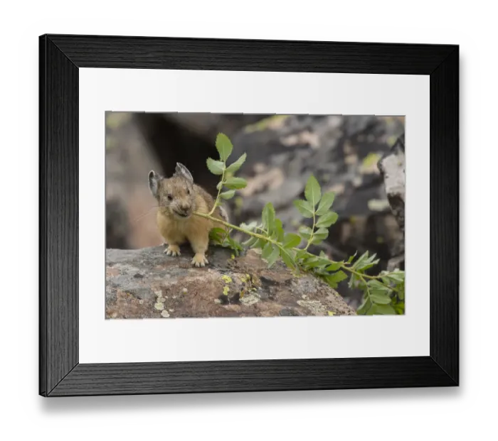 Framed Print : Pika, (Ochotona princeps) bringing vegetation to Hay pile, in Bridger National Forest Framed Print : Pika, (Ochotona princeps) bringing vegetation to Hay pile, in Bridger National Forest