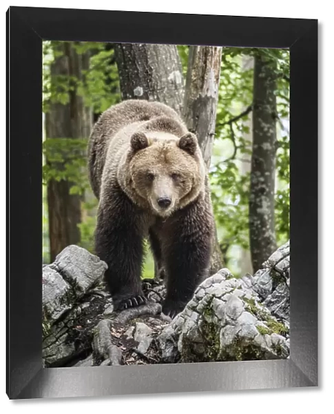 European brown bear (Ursus arctos), alpha male in Karst forest, Notranjska, Slovenia