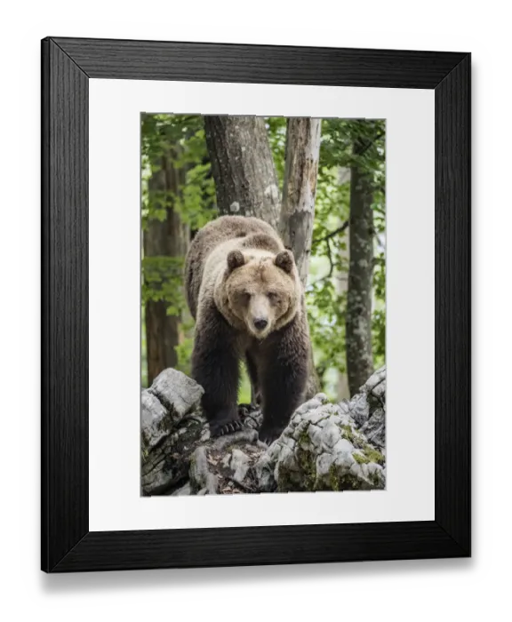 Framed Print : European brown bear (Ursus arctos), alpha male in Karst forest, Notranjska, Slovenia