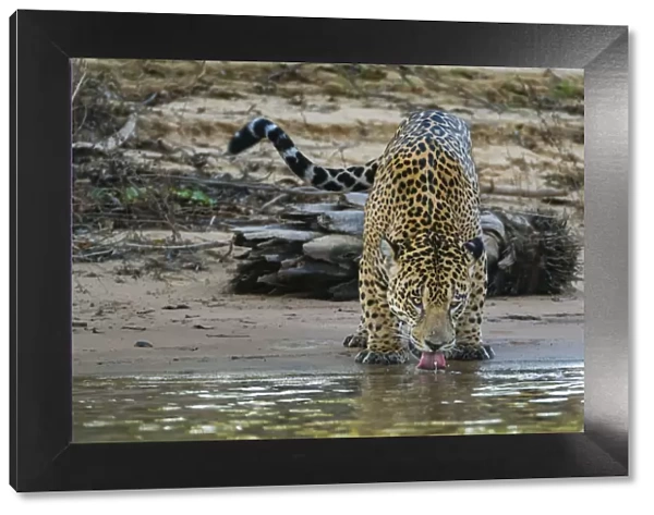 Jaguar (Panthera onca) male drinking, Cuiaba River, Pantanal Matogrossense National Park