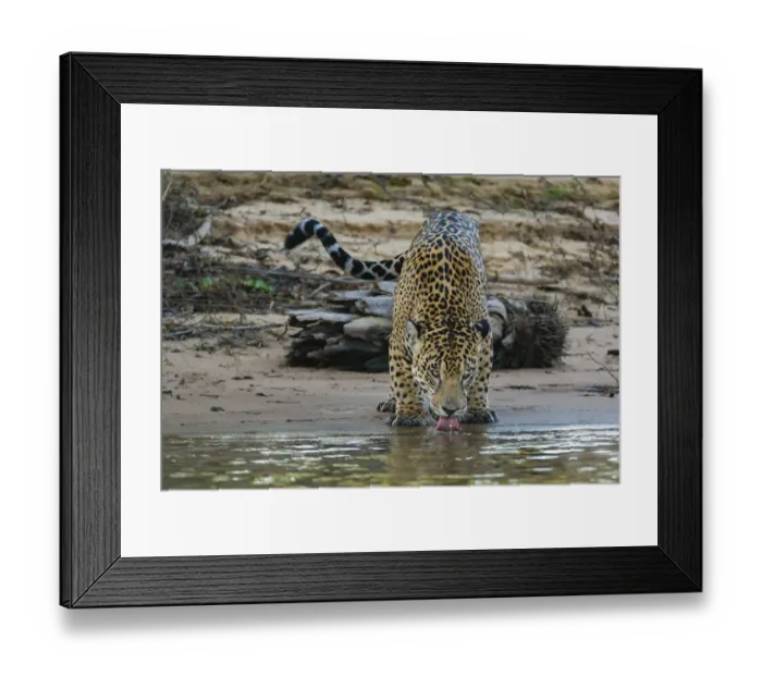 Framed Print : Jaguar (Panthera onca) male drinking, Cuiaba River, Pantanal Matogrossense National Park Framed Print : Jaguar (Panthera onca) male drinking, Cuiaba River, Pantanal Matogrossense National Park