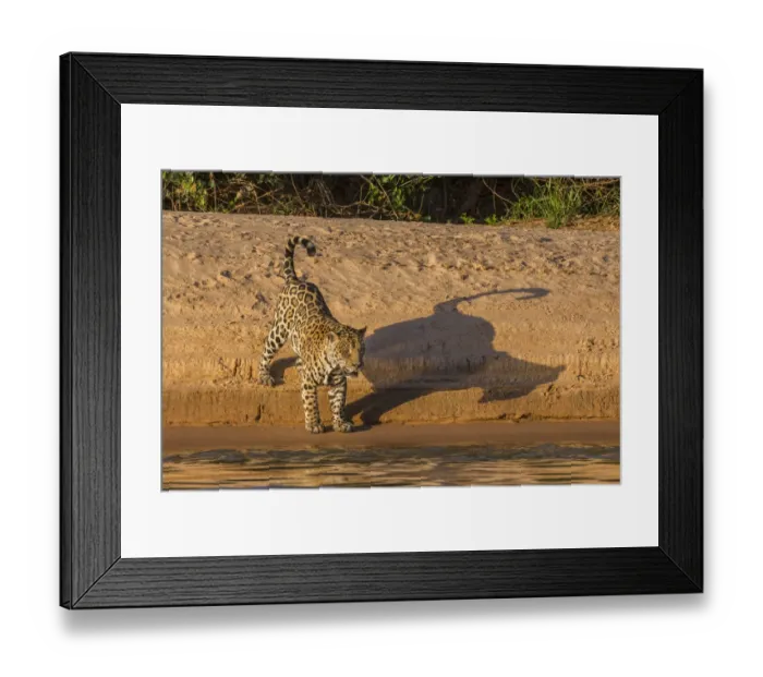 Framed Print : Jaguar (Panthera onca) on river bank, Cuiaba River, Pantanal Matogrossense National Park Framed Print : Jaguar (Panthera onca) on river bank, Cuiaba River, Pantanal Matogrossense National Park
