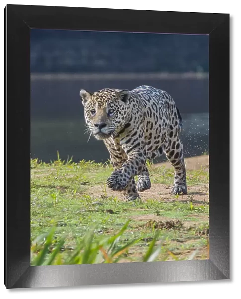 Jaguar (Panthera onca) walking along river bank, Cuiaba River, Pantanal Matogrossense National Park