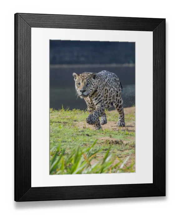 Framed Print : Jaguar (Panthera onca) walking along river bank, Cuiaba River, Pantanal Matogrossense National Park Framed Print : Jaguar (Panthera onca) walking along river bank, Cuiaba River, Pantanal Matogrossense National Park