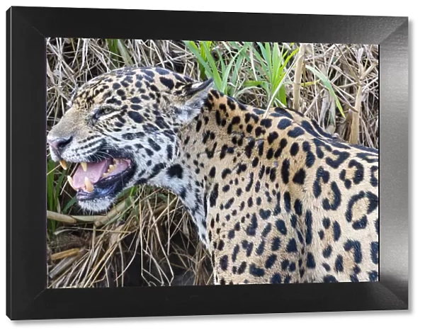 Jaguar (Panthera onca) female, smelling scent marking of male