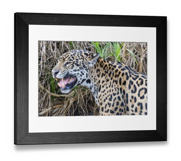 Framed Print : Jaguar (Panthera onca) female, smelling scent marking of male Framed Print : Jaguar (Panthera onca) female, smelling scent marking of male