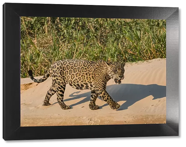 Jaguar (Panthera onca) male on riverbank, Cuiaba River, Pantanal Matogrossense National Park