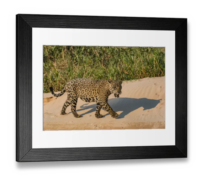 Framed Print : Jaguar (Panthera onca) male on riverbank, Cuiaba River, Pantanal Matogrossense National Park Framed Print : Jaguar (Panthera onca) male on riverbank, Cuiaba River, Pantanal Matogrossense National Park