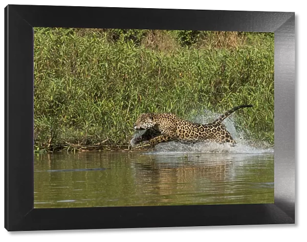 Jaguar (Panthera onca) male, chasing a Caiman. Cuiaba River, Pantanal Matogrossense National Park