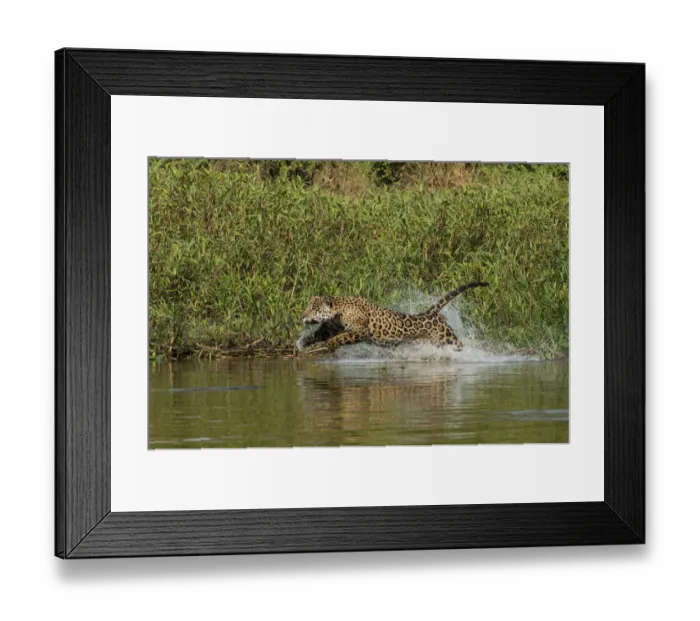Framed Print : Jaguar (Panthera onca) male, chasing a Caiman. Cuiaba River, Pantanal Matogrossense National Park Framed Print : Jaguar (Panthera onca) male, chasing a Caiman. Cuiaba River, Pantanal Matogrossense National Park