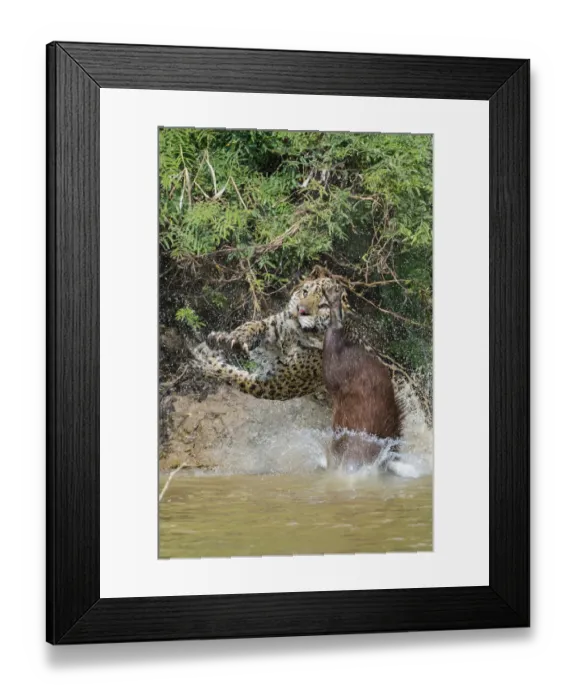 Framed Print : Jaguar (Panthera onca) male, hunting Capybara (Hydrochoerus hydrochaeris) Framed Print : Jaguar (Panthera onca) male, hunting Capybara (Hydrochoerus hydrochaeris)