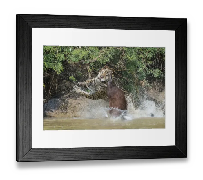 Framed Print : Jaguar (Panthera onca) male, hunting Capybara (Hydrochoerus hydrochaeris) Framed Print : Jaguar (Panthera onca) male, hunting Capybara (Hydrochoerus hydrochaeris)
