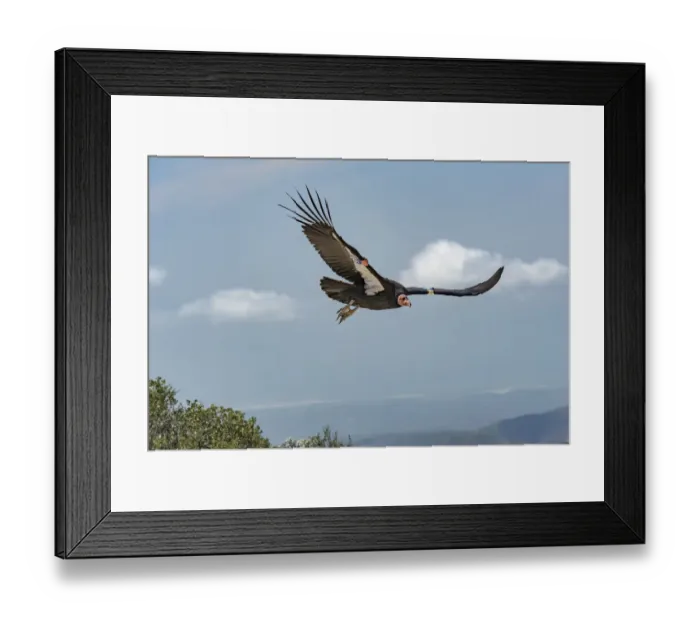 Framed Print : Wild California condor (Gymnogyps californianus) in flight, with wing tag and transmitter Framed Print : Wild California condor (Gymnogyps californianus) in flight, with wing tag and transmitter