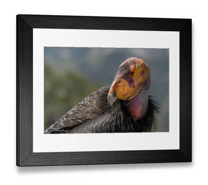 Framed Print : California condor (Gymnogyps californianus). in wild, Baja, Mexico Framed Print : California condor (Gymnogyps californianus). in wild, Baja, Mexico
