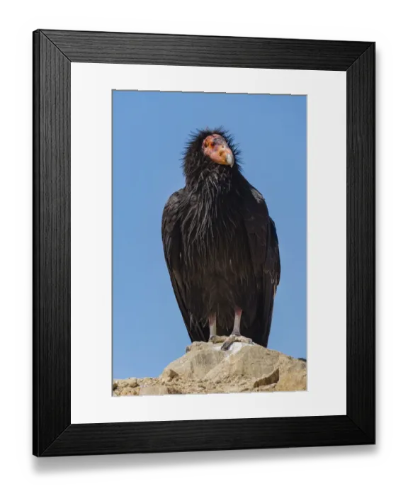 Framed Print : Wild California condor (Gymnogyps californianus) near San Pedro Martir National Park Framed Print : Wild California condor (Gymnogyps californianus) near San Pedro Martir National Park