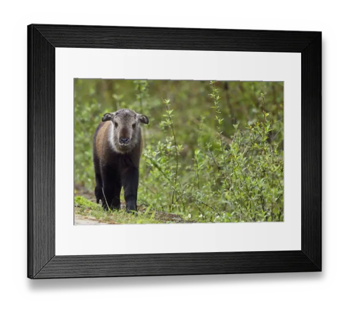 Framed Print : Sichuan  /  Tibetan takin (Budorcas taxicolor tibetana) young calf that lost his mother