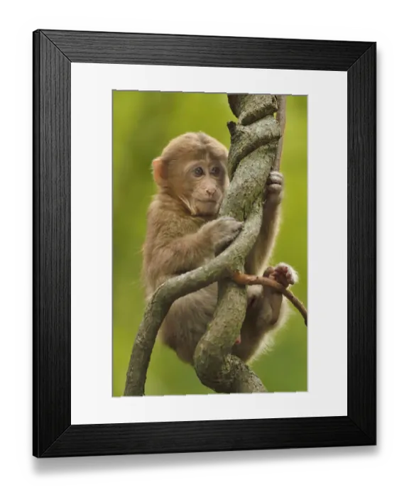 Framed Print : Tibetan macaque (Macaca thibetana) infant in tree, Tangjiahe National Nature Reserve