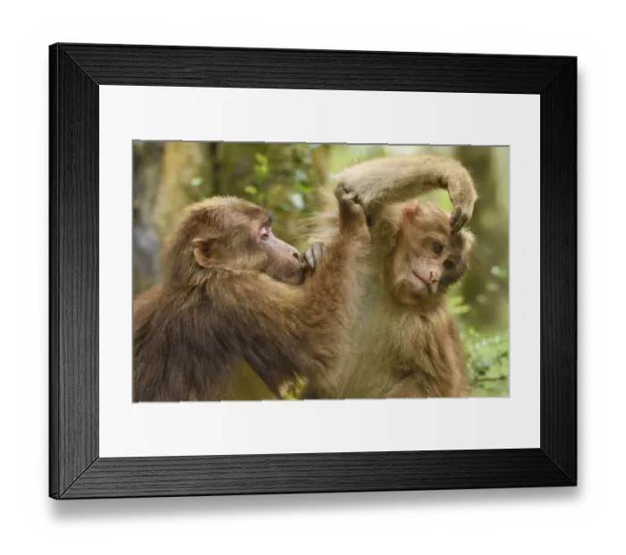 Framed Print : Tibetan macaque (Macaca thibetana) juveniles grooming each other, Tangjiahe National Nature Reserve