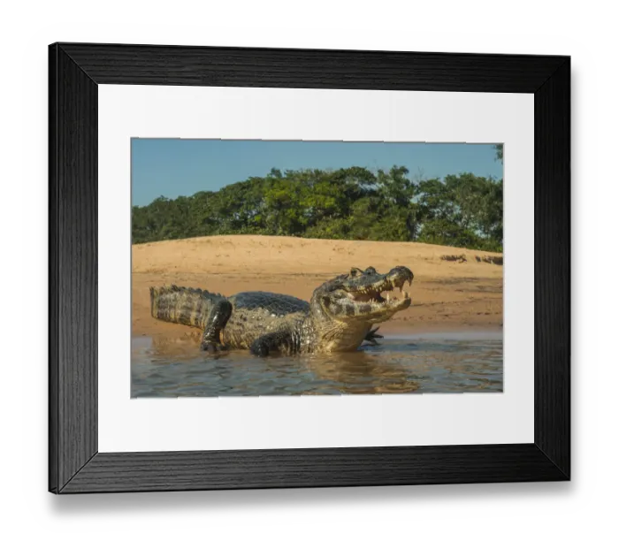 Framed Print : Yacare caiman (Caiman yacare) on river bank, Cuiaba River, Pantanal Matogrossense National Park