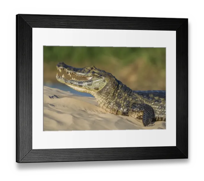 Framed Print : Yacare caiman (Caiman yacare) on river bank, Cuiaba River, Pantanal Matogrossense National Park Framed Print : Yacare caiman (Caiman yacare) on river bank, Cuiaba River, Pantanal Matogrossense National Park