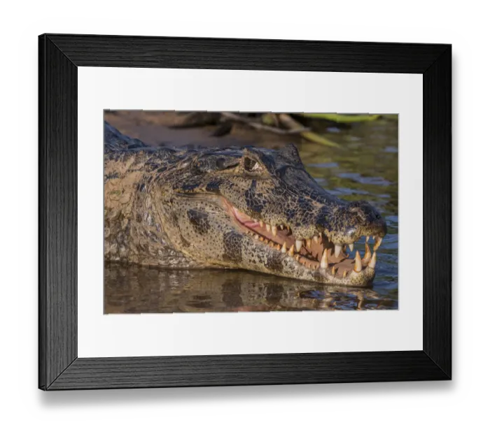 Framed Print : Yacare Caiman, (Caiman yacare) Pantanal Matogrossense National Park, Pantanal, Brazil Framed Print : Yacare Caiman, (Caiman yacare) Pantanal Matogrossense National Park, Pantanal, Brazil