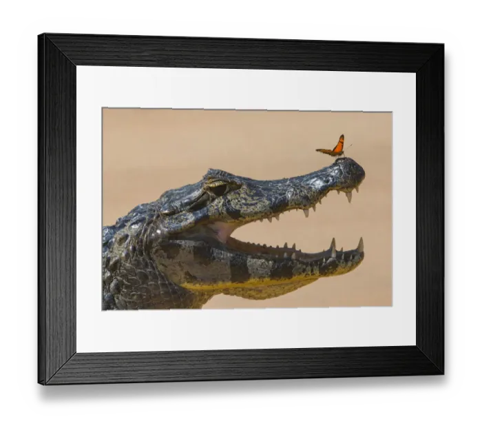 Framed Print : Yacare caiman (Caiman yacare) with butterfly on snout, Cuiaba River, Pantanal Matogrossense Framed Print : Yacare caiman (Caiman yacare) with butterfly on snout, Cuiaba River, Pantanal Matogrossense