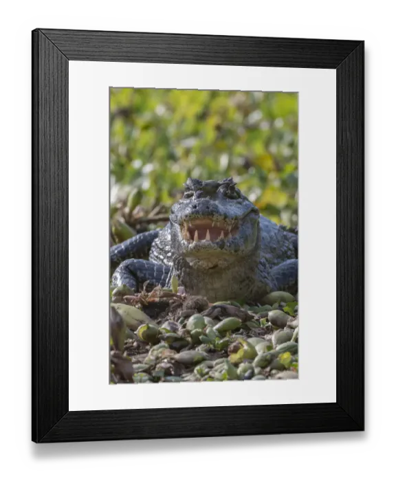 Framed Print : Yacare caiman, (Caiman yacare) Pantanal Matogrossense National Park, Pantanal, Brazil Framed Print : Yacare caiman, (Caiman yacare) Pantanal Matogrossense National Park, Pantanal, Brazil