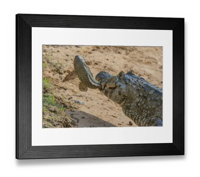 Framed Print : Yacare caiman (Caiman yacare) feeding on Amazon sailfin catfish (Pterygoplichthys Framed Print : Yacare caiman (Caiman yacare) feeding on Amazon sailfin catfish (Pterygoplichthys