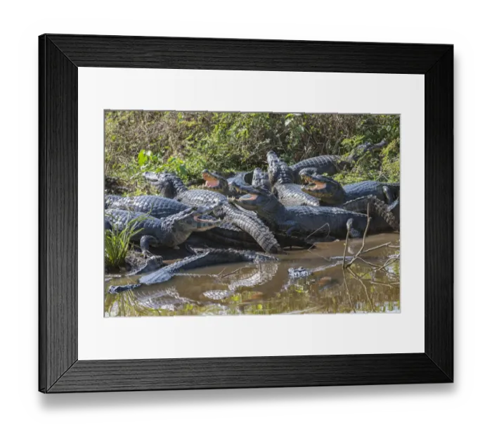 Framed Print : Yacare caiman (Caiman yacare) group basking, mouths open to keep cool Framed Print : Yacare caiman (Caiman yacare) group basking, mouths open to keep cool
