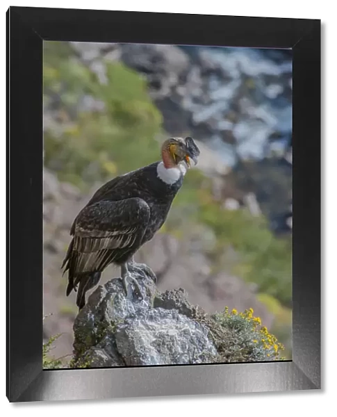 Andean condor (Vultur gryphus) adult male, Nirihuao Canyon, Coyhaique, Patagonia, Chile