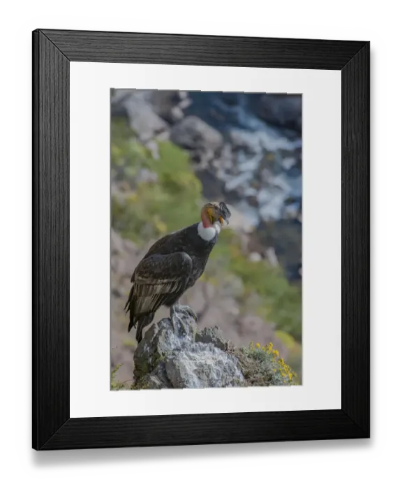 Framed Print : Andean condor (Vultur gryphus) adult male, Nirihuao Canyon, Coyhaique, Patagonia, Chile