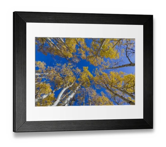 Framed Print : View up into canopy of Aspen (Populus) trees against blue sky in autumn, Grand Staircase-Escalante Framed Print : View up into canopy of Aspen (Populus) trees against blue sky in autumn, Grand Staircase-Escalante